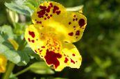 Gartenblumen Affenblume, Mimulus foto, Merkmale gelb