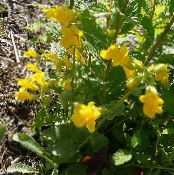 les fleurs du jardin Singe Mousse, Mimulus primuloides photo, les caractéristiques jaune