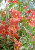 les fleurs du jardin Monkeyflower Collante, Mimulus aurantiacus photo, les caractéristiques rouge