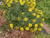 I fiori da giardino Swordleaf Inula, Snello Foglie Elecampagne, Elecampane, Inula A Foglie Strette, Inula ensifolia foto, caratteristiche giallo