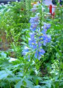Garden Flowers Delphinium photo, characteristics light blue