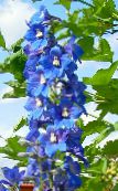 les fleurs du jardin Delphinium photo, les caractéristiques bleu