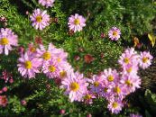 I fiori da giardino Dendranthema foto, caratteristiche rosa