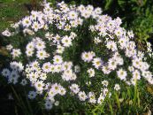 les fleurs du jardin Dendranthema photo, les caractéristiques blanc