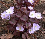 I fiori da giardino Twinleaf, Jeffersonia dubia foto, caratteristiche lilla
