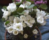 I fiori da giardino Twinleaf, Jeffersonia dubia foto, caratteristiche bianco