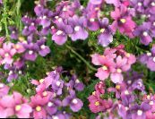 les fleurs du jardin Diascia, Twinspur photo, les caractéristiques lilas