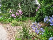 Gartenblumen Engels Angelrute, Feenhaften Stab, Wandflower, Dierama foto, Merkmale rosa