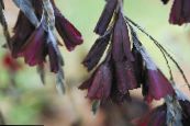 Gartenblumen Engels Angelrute, Feenhaften Stab, Wandflower, Dierama foto, Merkmale weinig