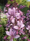 les fleurs du jardin Usine À Gaz, Buisson Ardent, Dictamnus photo, les caractéristiques lilas