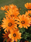 Gartenblumen Cape Ringelblume, African Daisy, Dimorphotheca foto, Merkmale orange