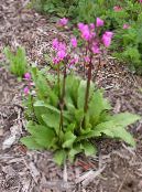 Garden Flowers Shooting star, American Cowslip, Indian Chief, Rooster Heads, Pink Flamingo Plant, Dodecatheon photo, characteristics pink