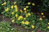 I fiori da giardino Bane Di Leopardo Austriaco, Doronicum austriacum foto, caratteristiche giallo