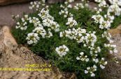 les fleurs du jardin Draba photo, les caractéristiques blanc