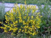 I fiori da giardino Ginestre Spagnolo, Ginestra, Genista  hispanica foto, caratteristiche giallo