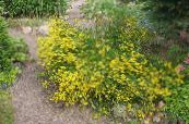 I fiori da giardino Greenweed Del Tintore, Genista tinctoria foto, caratteristiche giallo