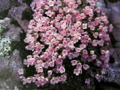 Gartenblumen Douglasia, Felsiger Berg Zwerg-Primel, Vita foto, Merkmale rosa
