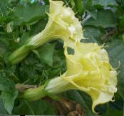 Garden Flowers Angel's trumpet, Devil's Trumpet, Horn of Plenty, Downy Thorn Apple, Datura metel photo, characteristics yellow