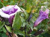 Garden Flowers Angel's trumpet, Devil's Trumpet, Horn of Plenty, Downy Thorn Apple, Datura metel photo, characteristics lilac