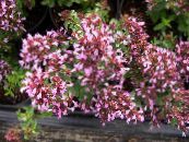 Garden Flowers Oregano, Origanum photo, characteristics pink