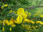 Gartenblumen Scotch Besen, Broomtops, Gemeinsame Besen, Europäische Besen, Irische Besen, Sarothamnus scoparius foto, Merkmale gelb