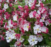 les fleurs du jardin Zaluzianskya, Nuit Phlox photo, les caractéristiques rose
