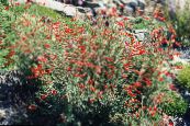 les fleurs du jardin Narrowleaf Californie Fuchsia, Fuchsia Chenue, Colibri Trompette, Zauschneria photo, les caractéristiques orange