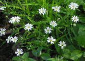 I fiori da giardino Starwort, Stellaria foto, caratteristiche bianco