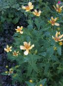 les fleurs du jardin Hypericum, Hypericum ascyron photo, les caractéristiques jaune