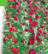 Gartenblumen Erdbeer-Sticks, Chenopodium foliosum foto, Merkmale rot