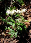 Gartenblumen Pipsissewa, Kiefer Prinzen, Boden Holly, Chimaphila foto, Merkmale weiß