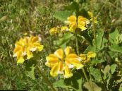 I fiori da giardino Phlomis foto, caratteristiche giallo