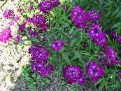 Garden Flowers Candytuft, Iberis photo, characteristics purple