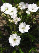 I fiori da giardino Silene Alpestris foto, caratteristiche bianco