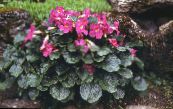Gartenblumen Incarvillea, Zwerg Hardy Gloxinia, Incarvillea mairei foto, Merkmale rosa