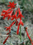 les fleurs du jardin Cyprès Debout, Gilia Écarlates, Ipomopsis photo, les caractéristiques rouge