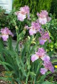 Gartenblumen Iris, Iris barbata foto, Merkmale flieder