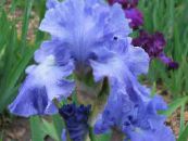 Garden Flowers Iris, Iris barbata photo, characteristics light blue