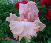 I fiori da giardino Iris, Iris barbata foto, caratteristiche rosa