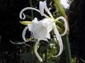 I fiori da giardino Ragno Giglio, Ismene, Giunchiglia Mare, Hymenocallis foto, caratteristiche bianco