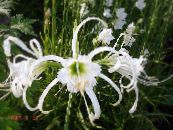 Gartenblumen Spinnenlilie, Ismene, Meer Narzisse, Hymenocallis foto, Merkmale weiß