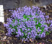 I fiori da giardino Milkwort, Polygala foto, caratteristiche azzurro