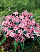  Spring Starflower, Ipheion photo, characteristics pink