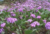 Sable Verveine (Abronia) lilas, les caractéristiques, photo