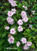 Gartenblumen Calystegia, Calystegia pubescens foto, Merkmale rosa