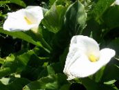 Gartenblumen Calla-Lilien, Aronstab foto, Merkmale weiß