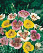 Gartenblumen Sego Lilie, Tolmie Star Tulpe, Behaarte Pussy Ohren, Calochortus foto, Merkmale gelb