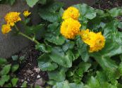 Garden Flowers Marsh Marigold, Kingcup, Caltha palustris photo, characteristics yellow