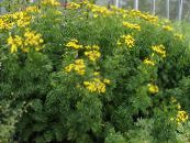 Garden Flowers Curled Tansy, Curly Tansy, Double Tansy, Fern-leaf Tansy, Fernleaf Golden Buttons, Silver Tansy, Tanacetum photo, characteristics yellow