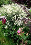 Garden Flowers Curled Tansy, Curly Tansy, Double Tansy, Fern-leaf Tansy, Fernleaf Golden Buttons, Silver Tansy, Tanacetum photo, characteristics white
